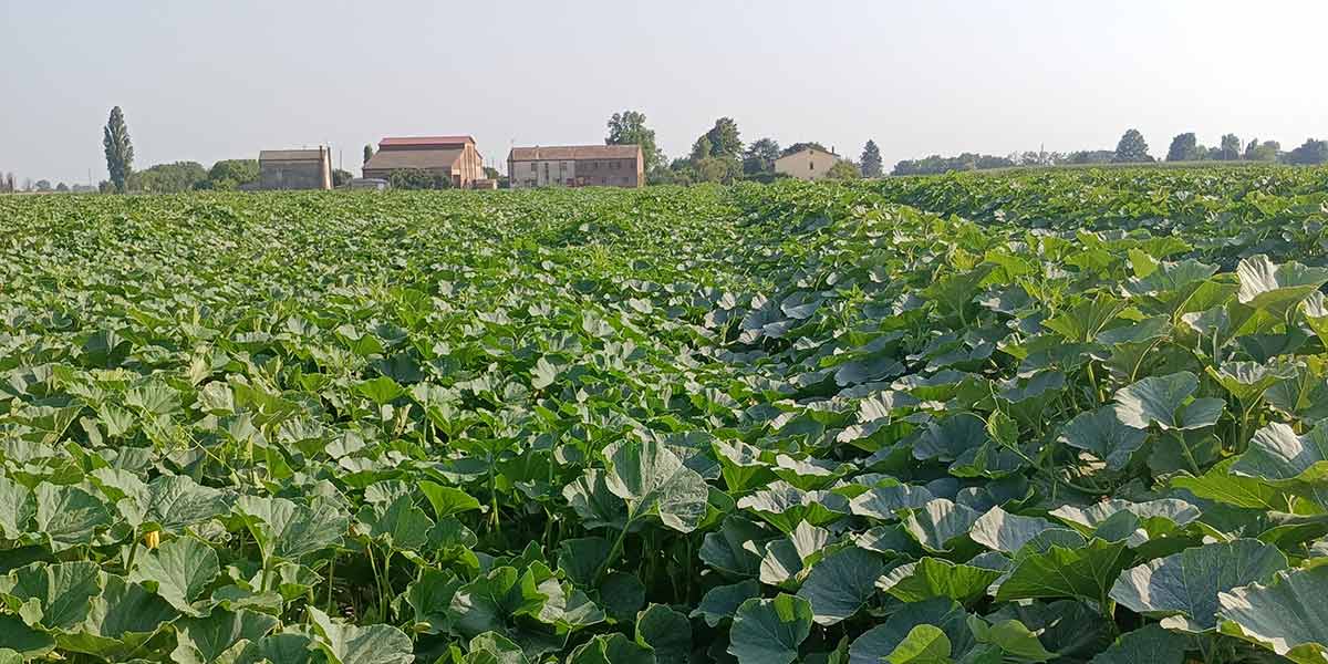 «Puradelica®, ecco le Regine delle Zucche»